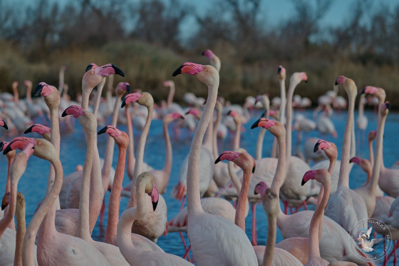 Favorites 2024 - Flamants roses - Greater Flamingo