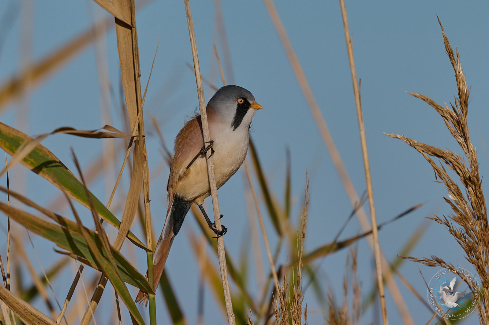 Panure à moustache - Bearded Reedling