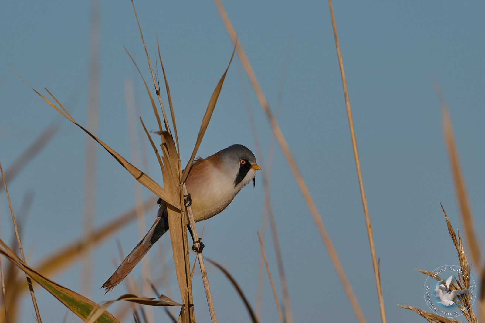 Panure à moustache (mâle) - Bearded Reedling