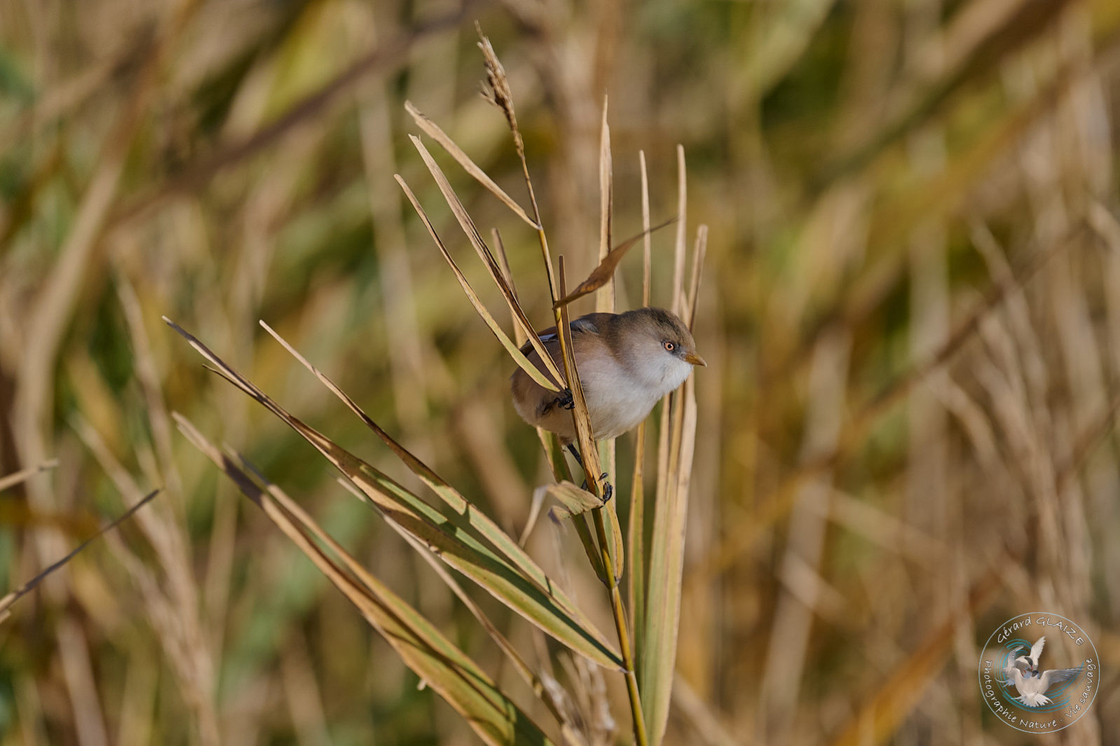 Favorites 2024 - Panure à moustache - Bearded Reedling