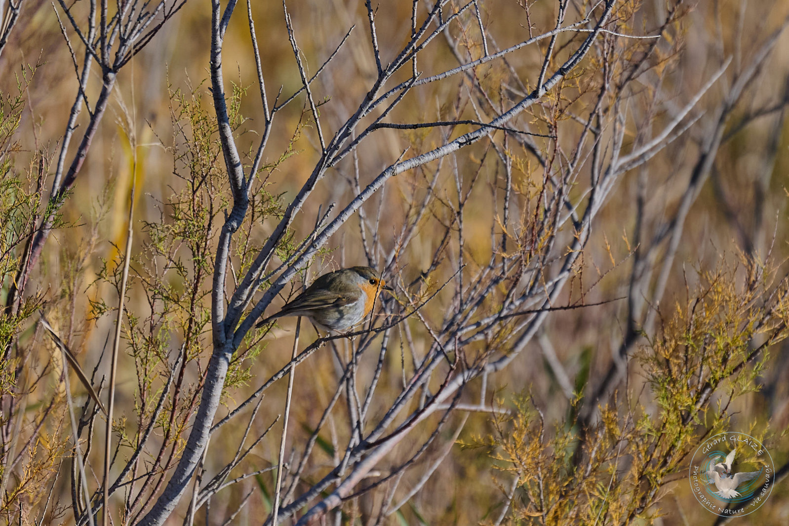 Rougegorge familier - European Robin