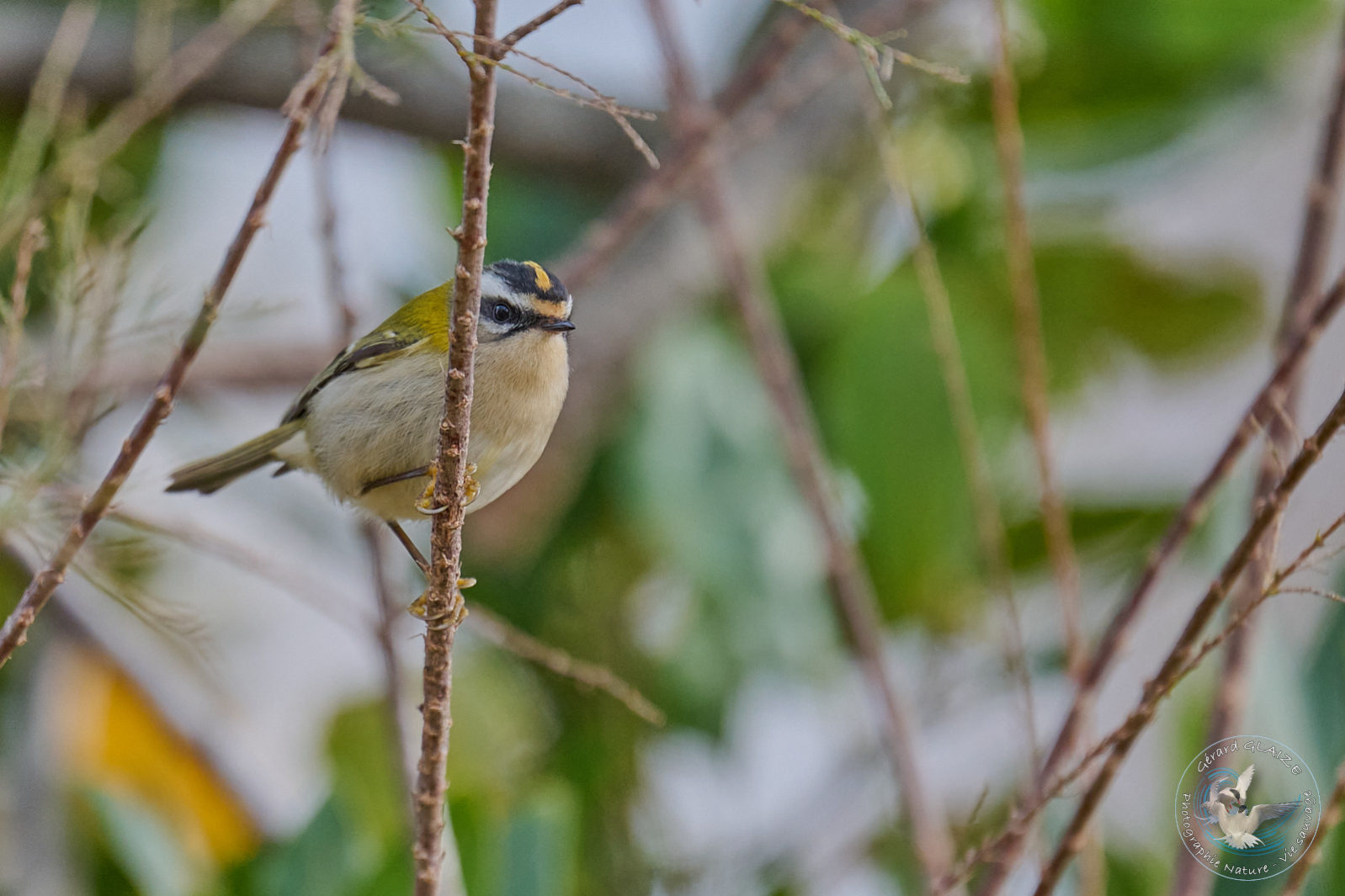 Roitelet huppé - Goldcrest