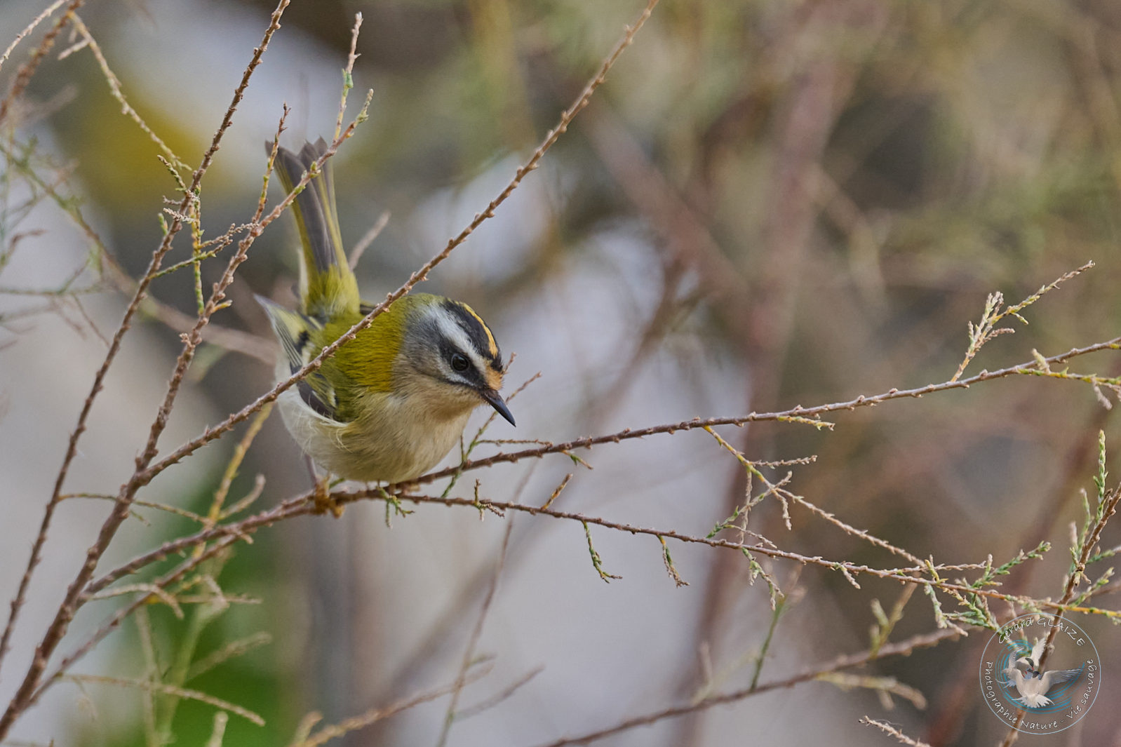 Roitelet huppé - Goldcrest