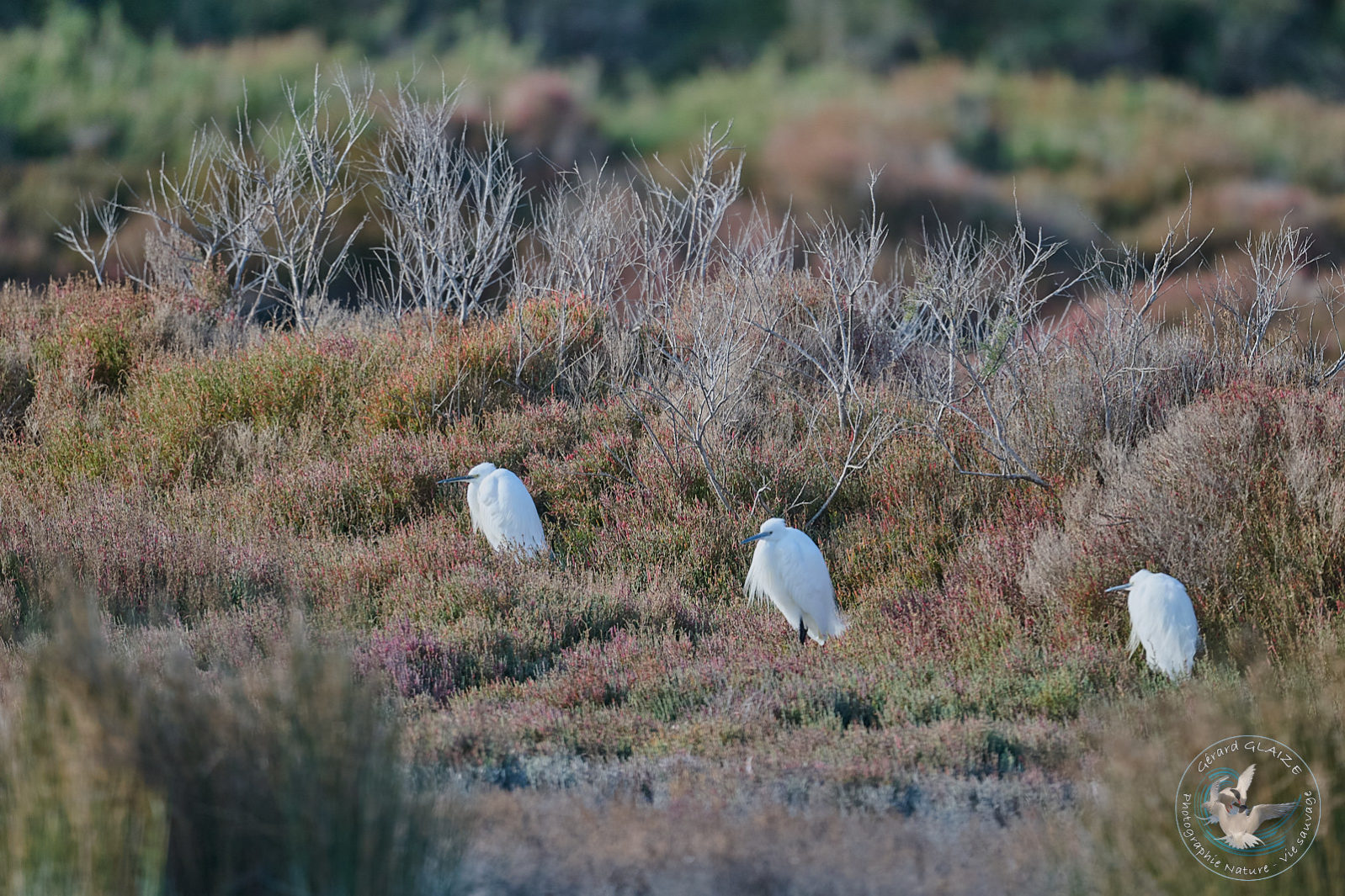 Aigrette Garzette - Little Egret