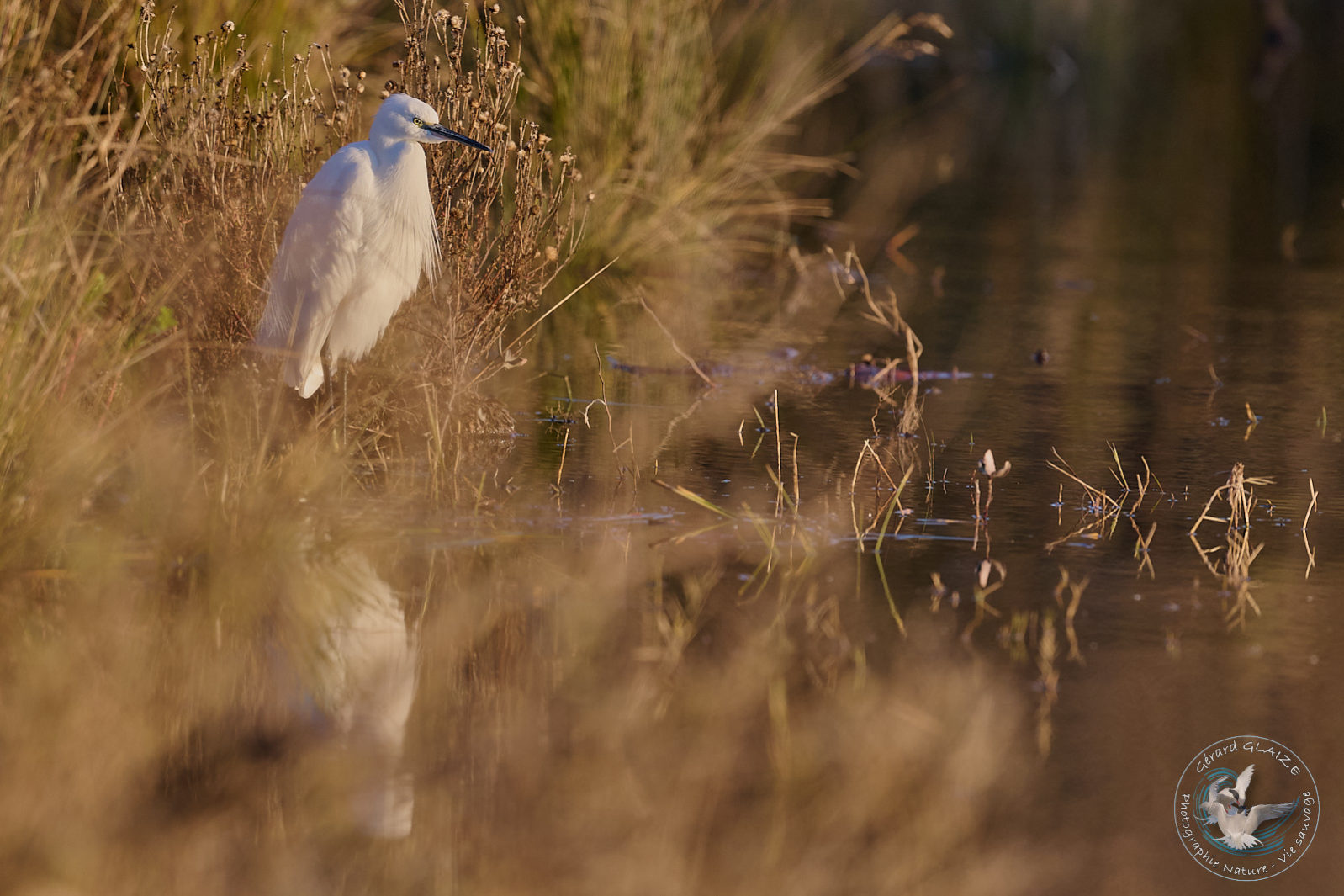 Favorites 2024 - Aigrette Garzette - Little Egret