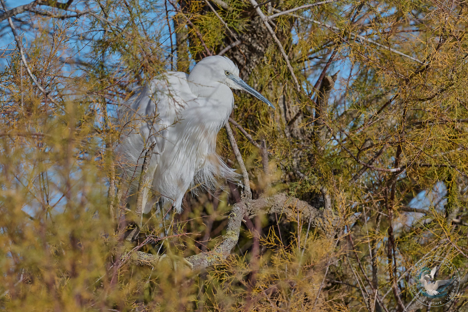 Aigrette Garzette - Little Egret