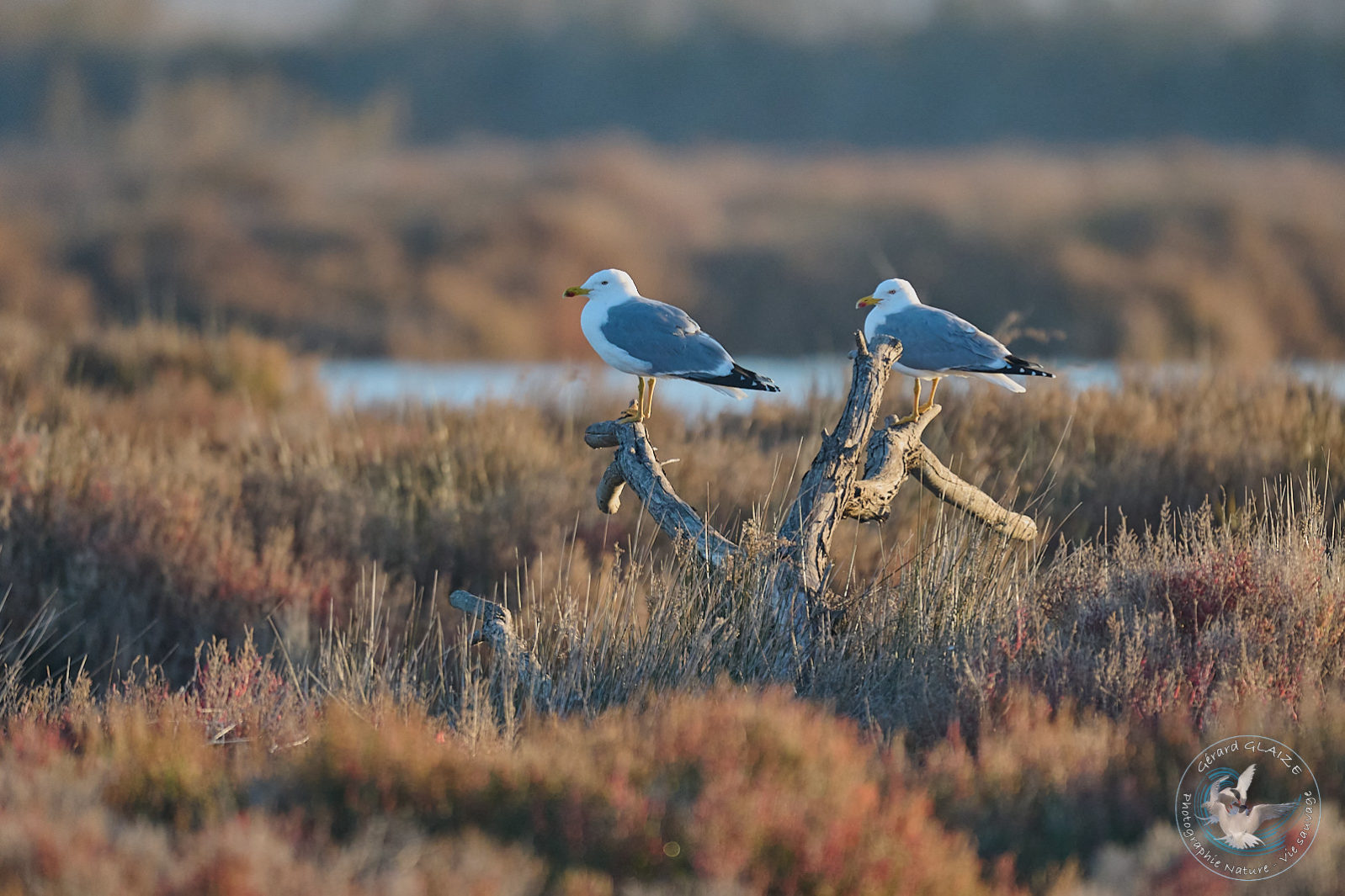 Goéland leucophée - Yellow-legged Gull