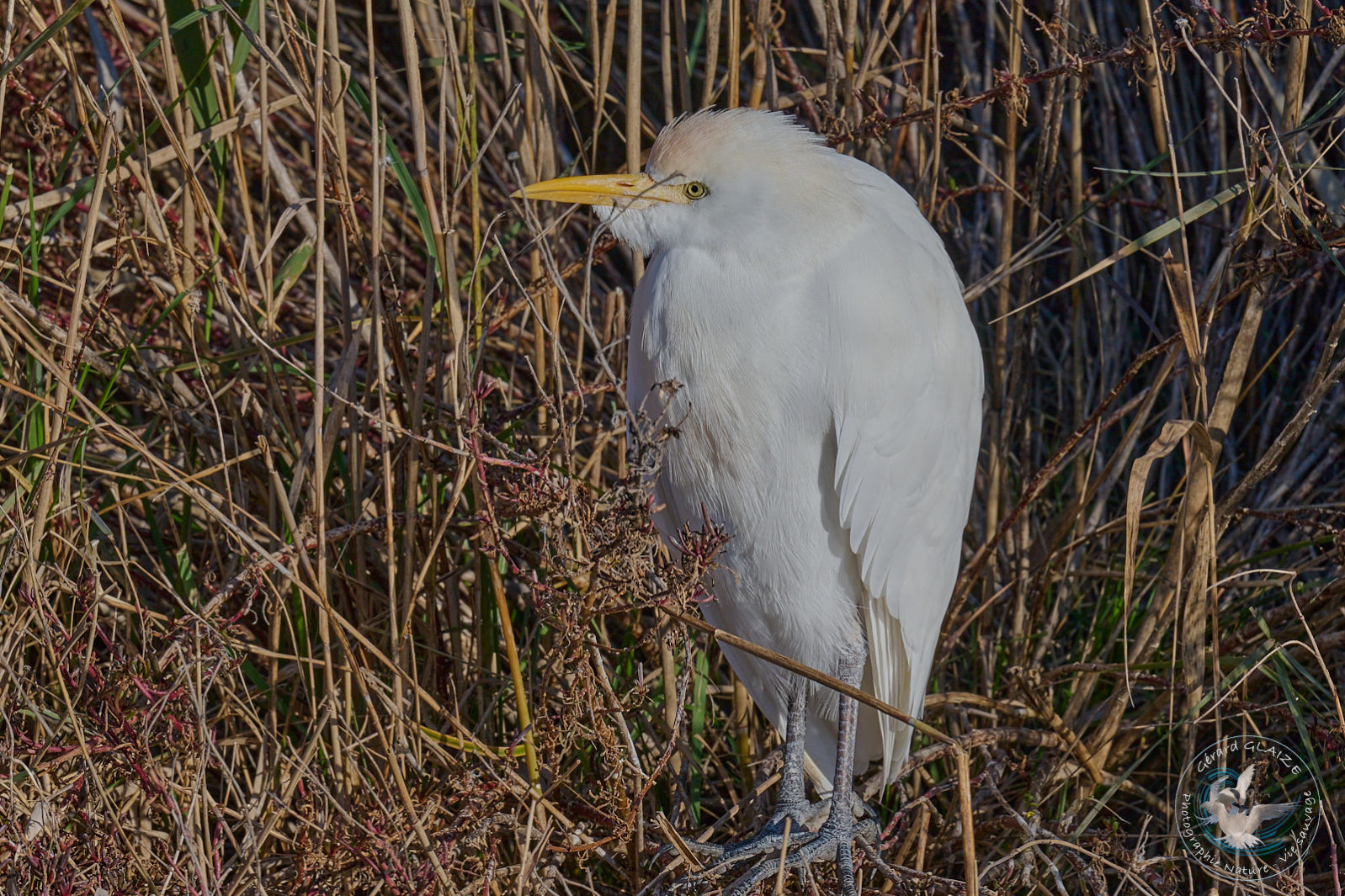 Héron Garde-boeufs - Western Cattle Egret