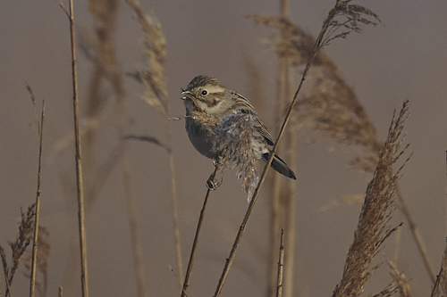 Common Reed Bunting