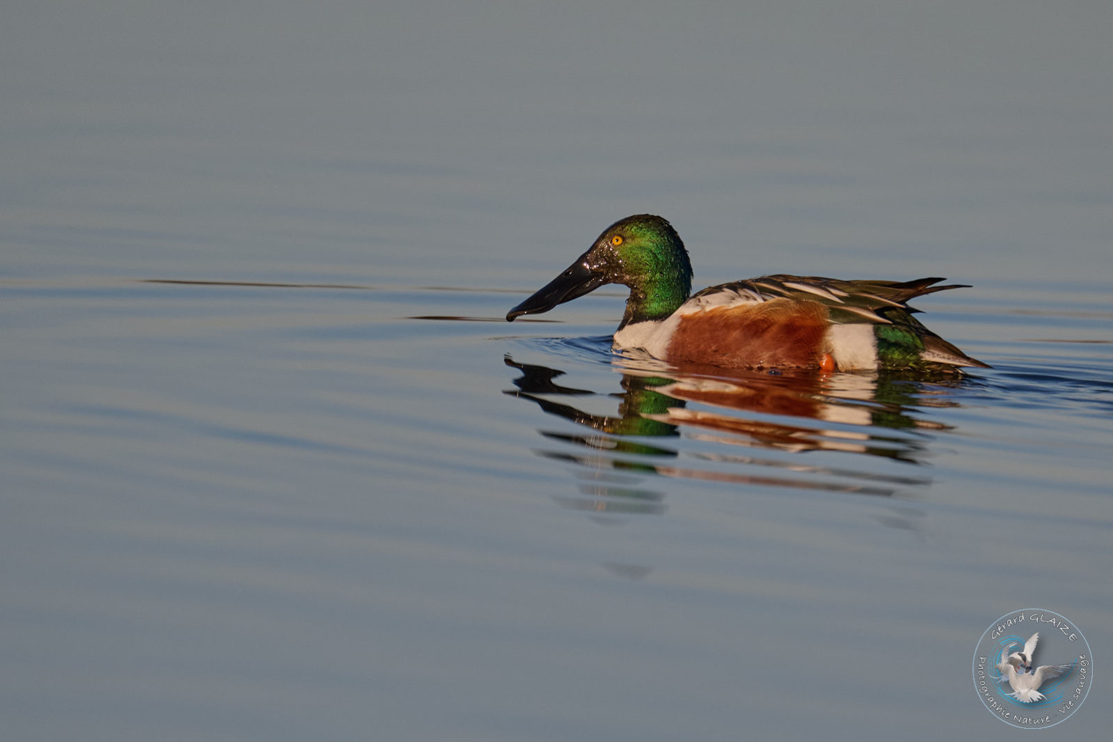 Canard Souchet - Northern Shoveler