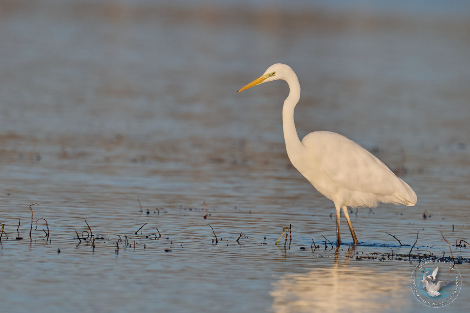 Grande aigrette - Great Egret