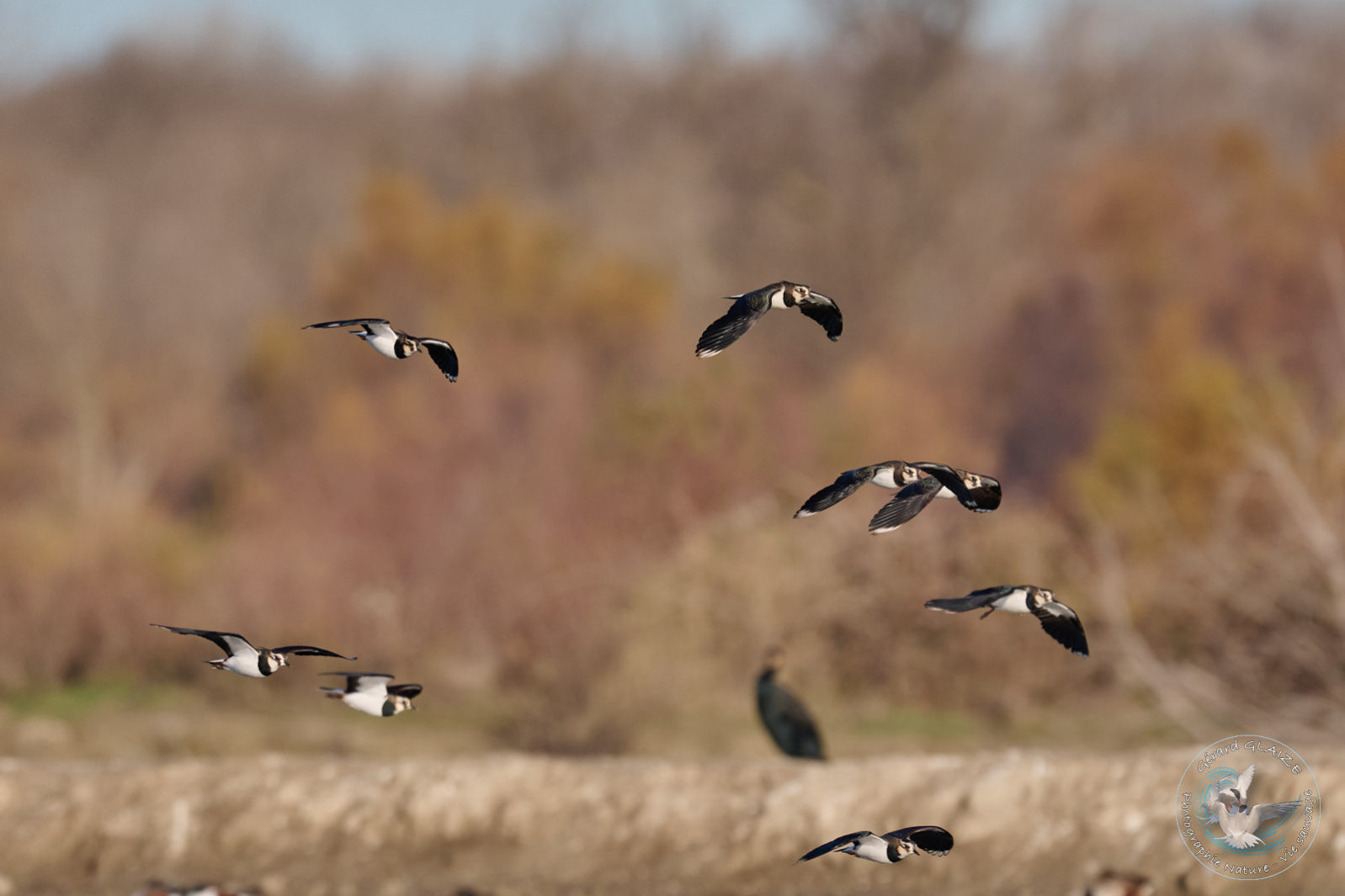 Vanneaux huppé - Northern Lapwing