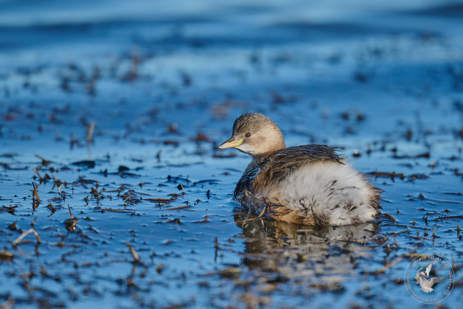 Grèbe castagneux - Little grebe