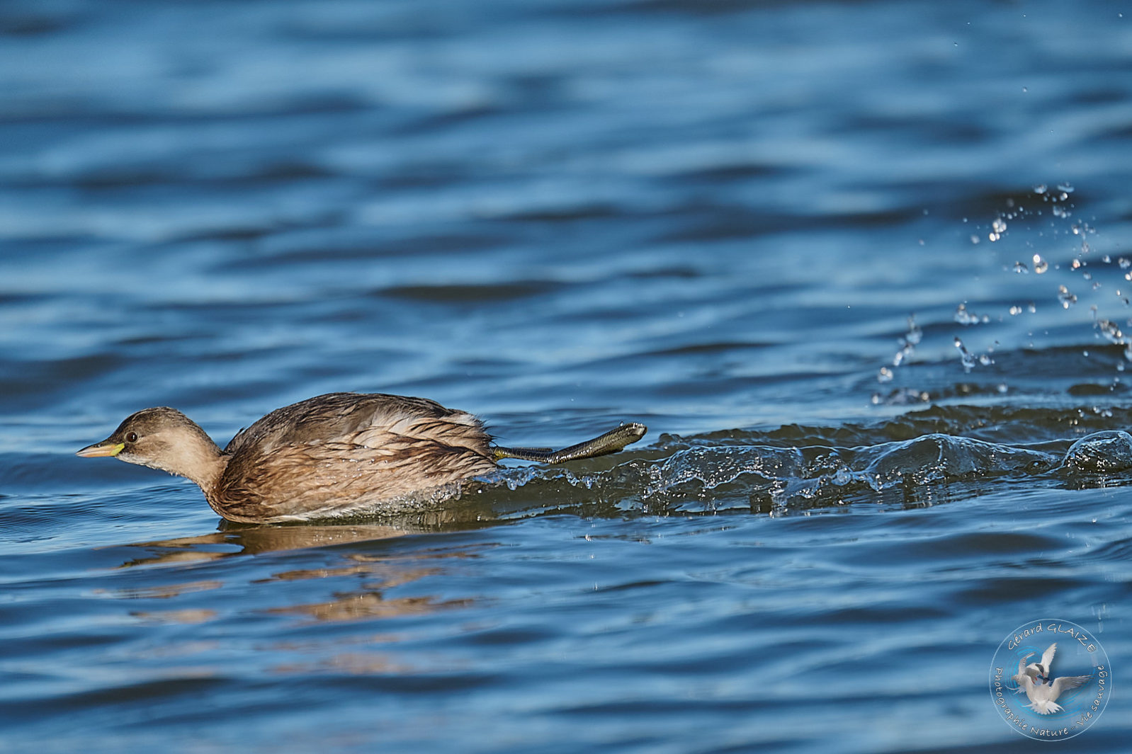 Grèbe castagneux - Little grebe