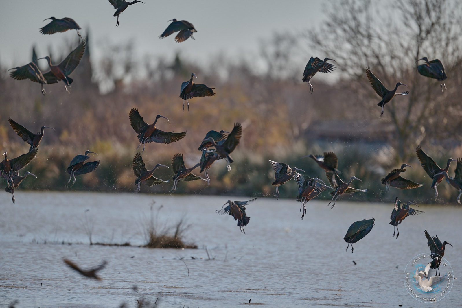 Ibis falcinelle - Glossy Ibis