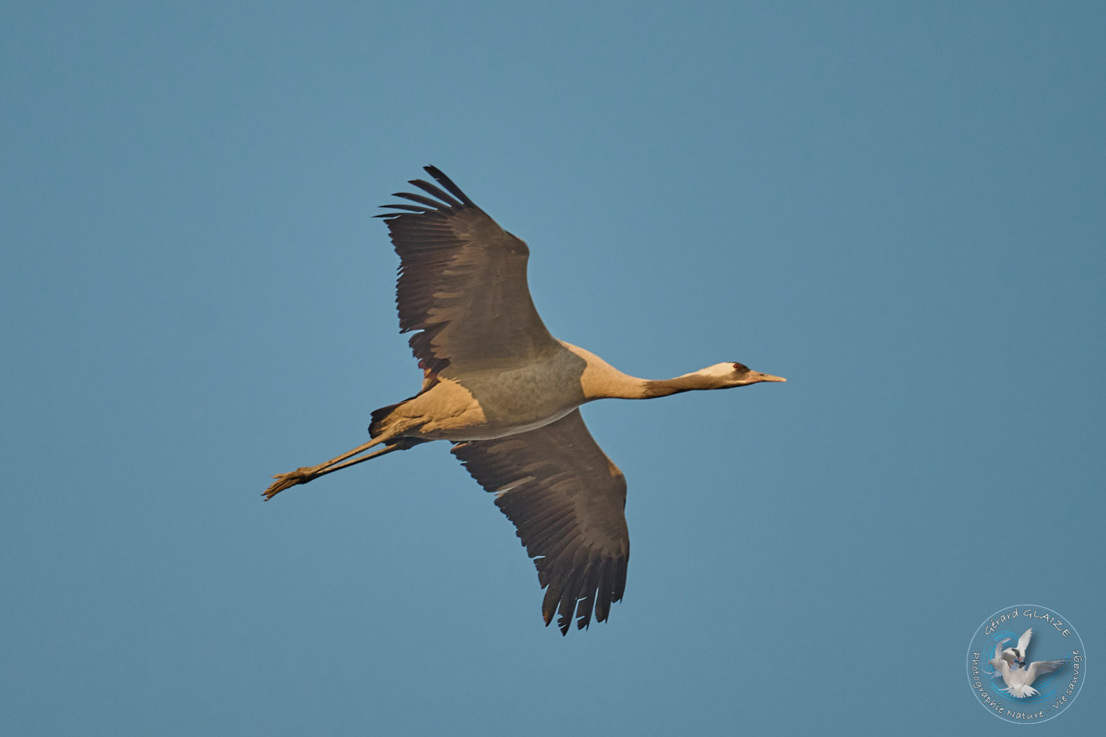 Grue cendrée - Common Crane