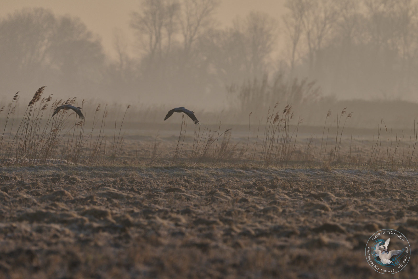 Grue cendrée - Common Crane