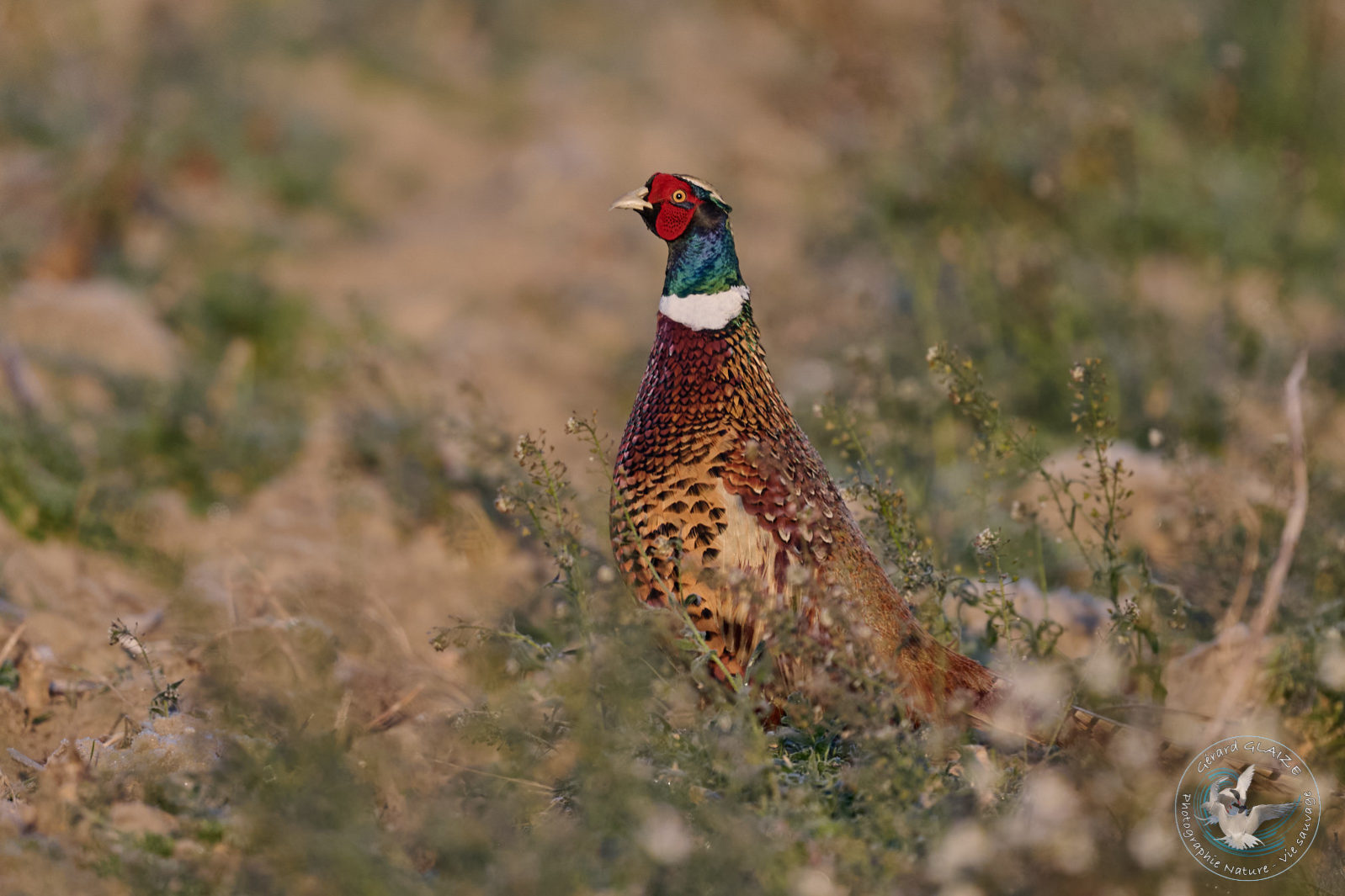 Faisan de Colchide - Common Pheasant