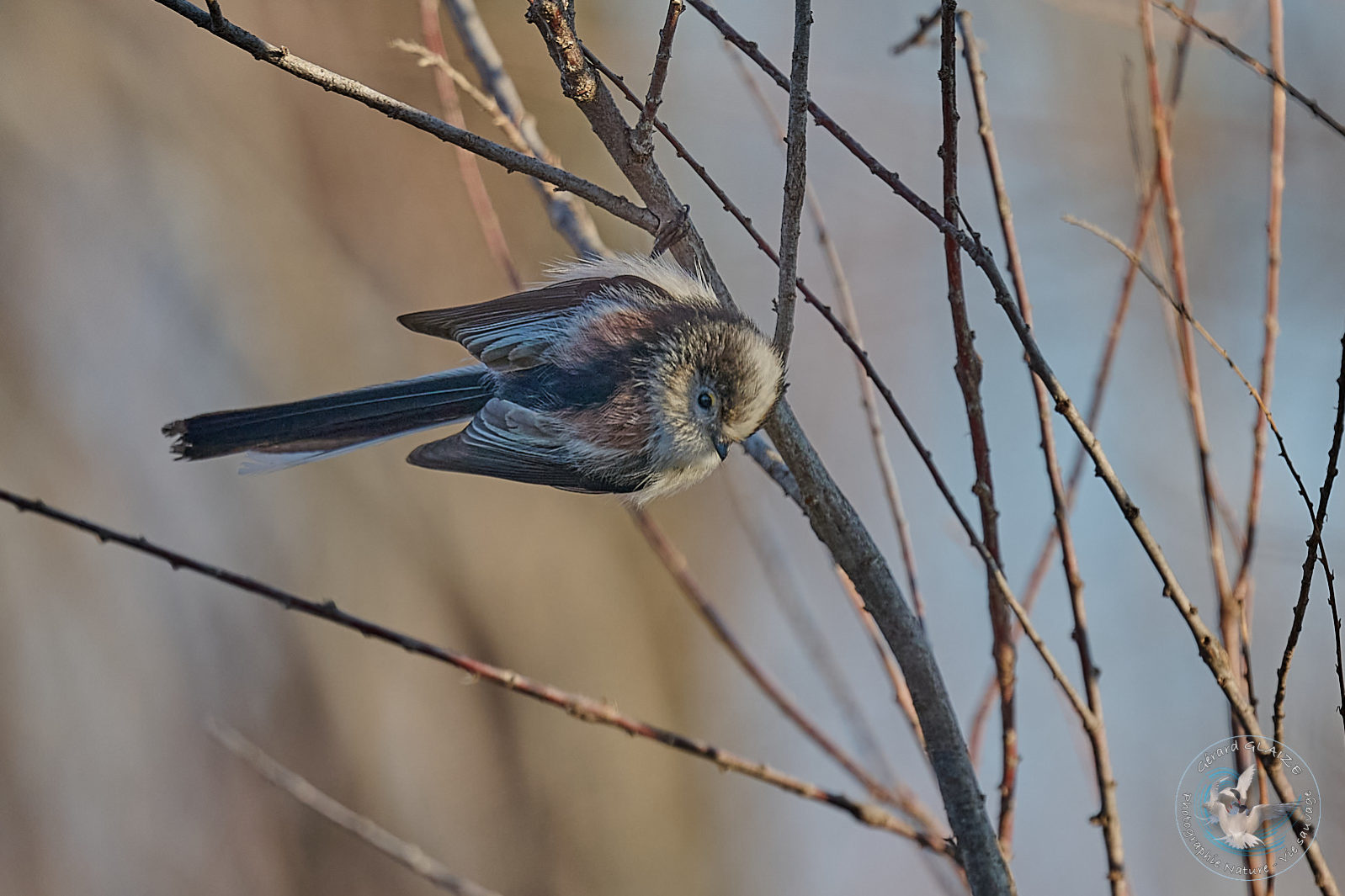 Orite à longue queue - Long-tailed Tit