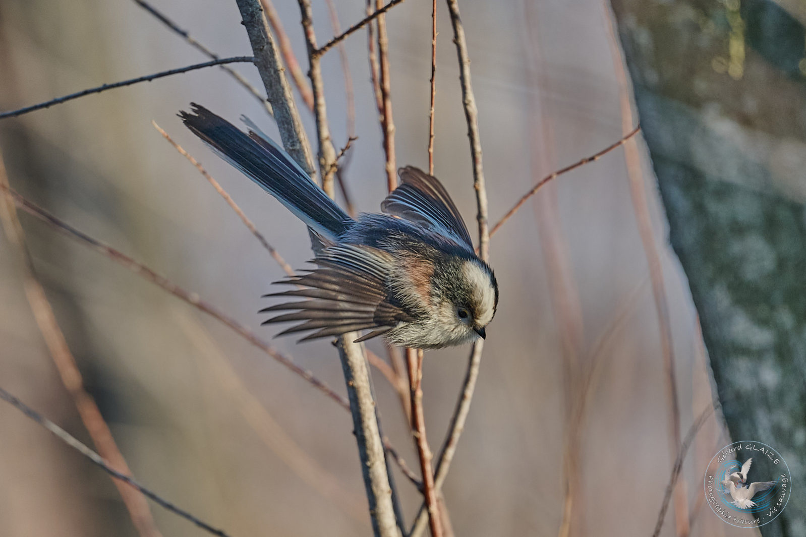 Orite à longue queue - Long-tailed Tit