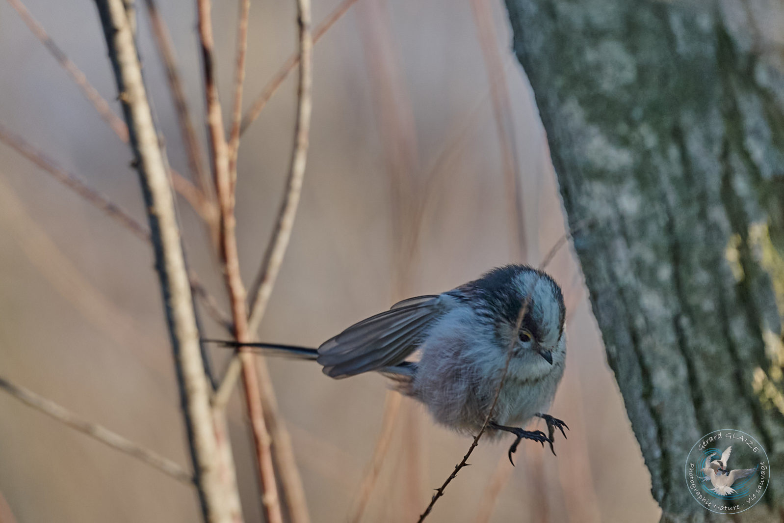 Orite à longue queue - Long-tailed Tit