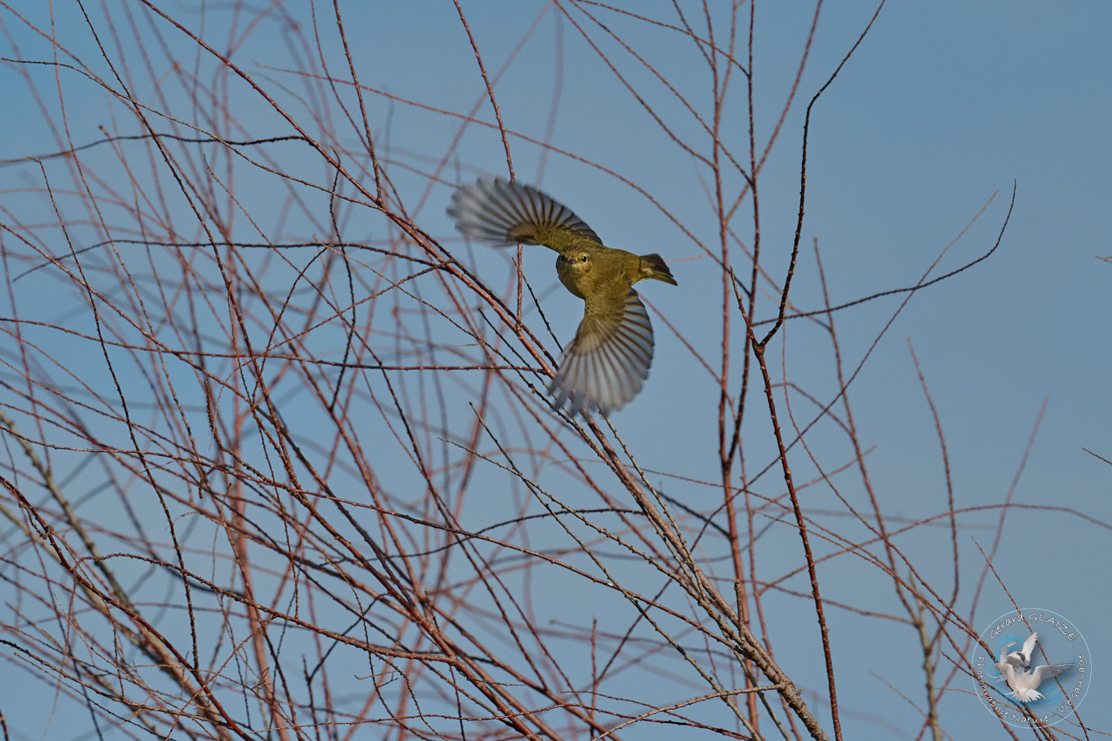 Pouillot véloce - Common Chiffchaff