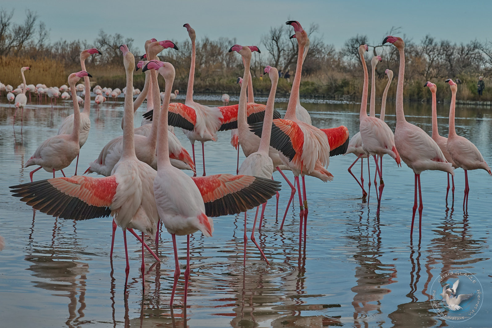 Parade des Flamants roses - Parade of Greater Flamingo