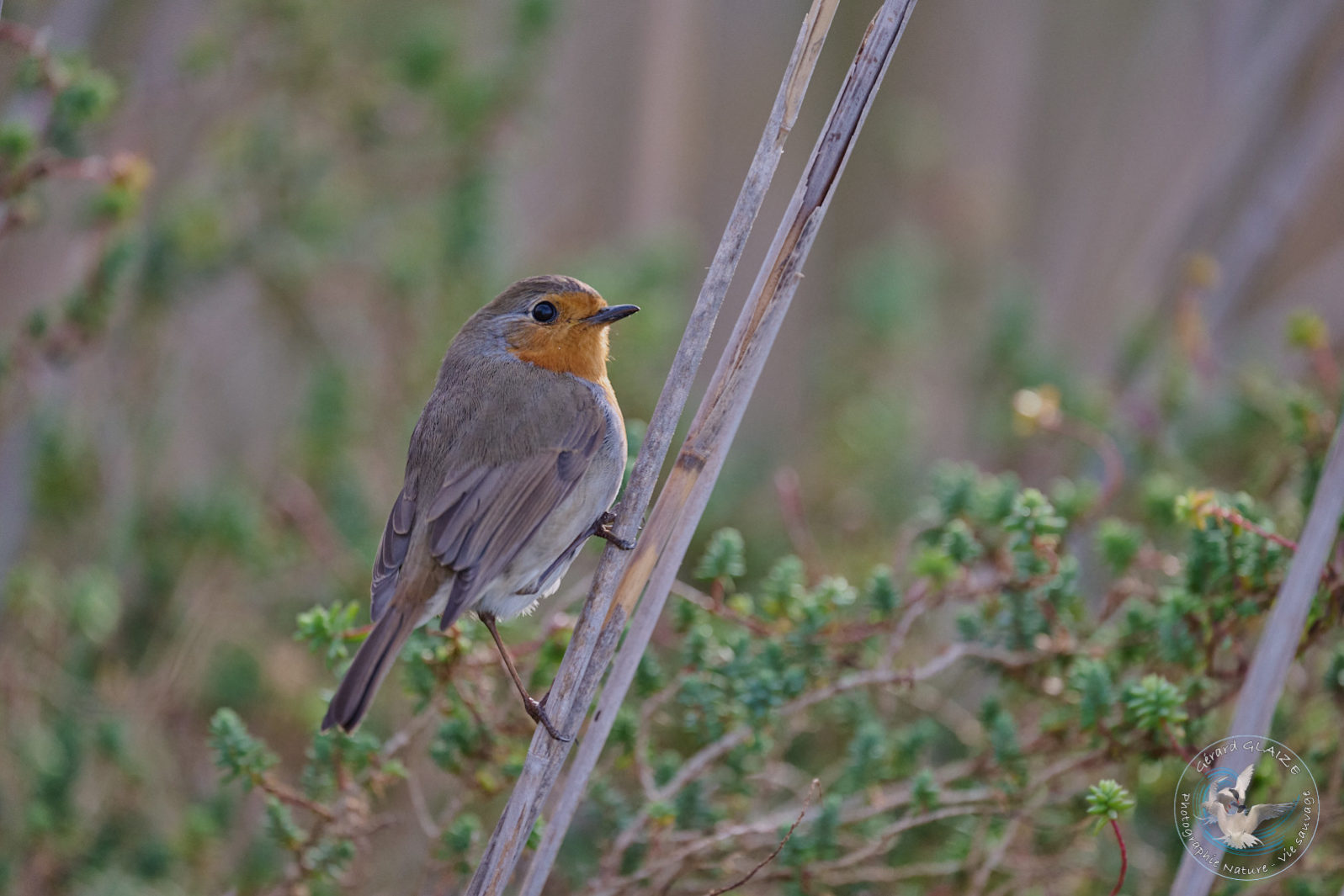 Rougegorge familier - European Robin