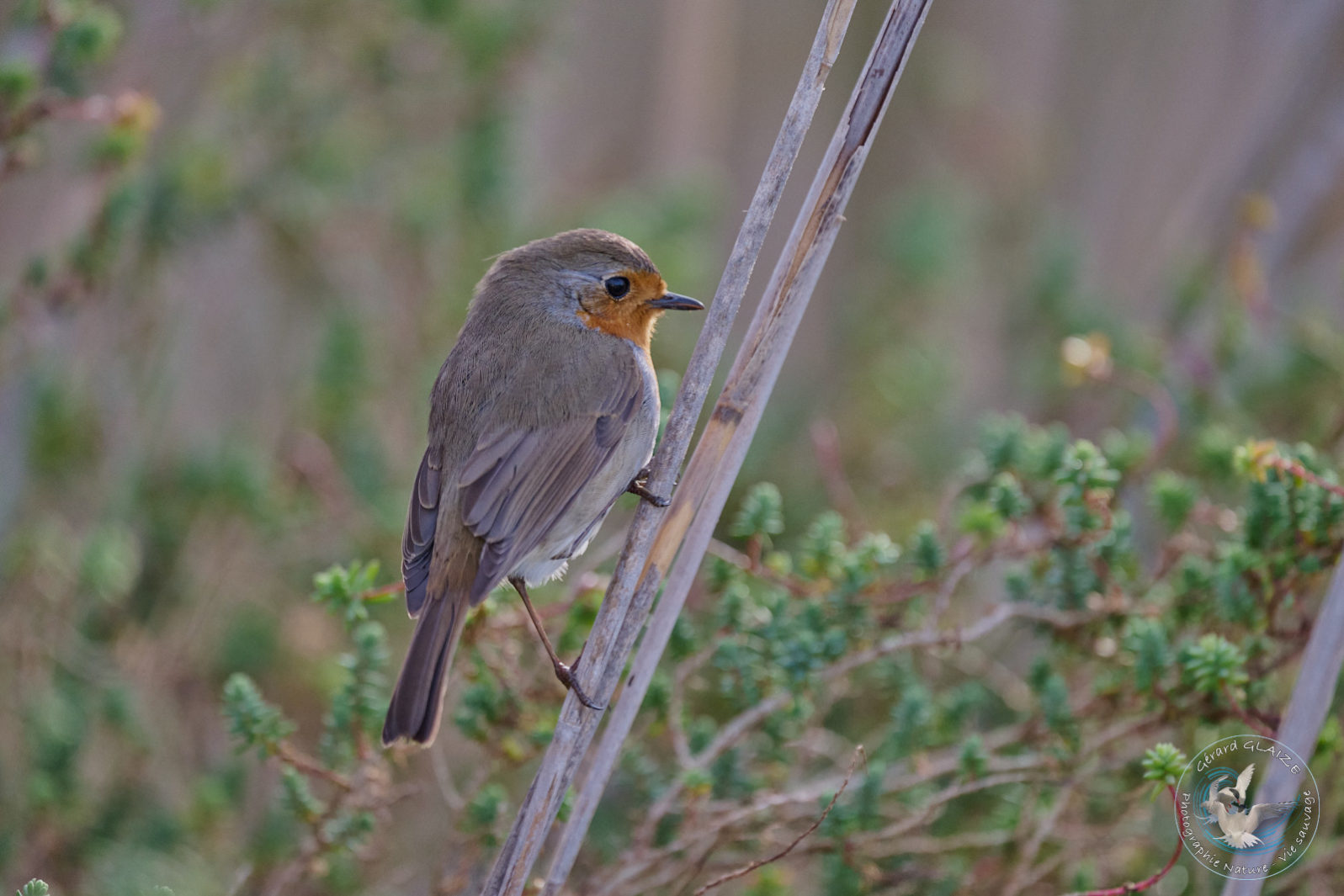 Rougegorge familier - Red Robin