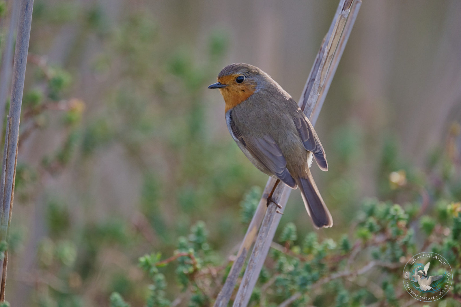 Rougegorge familier - European Robin