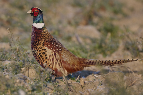 common pheasant