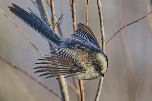 Long-tailed Tit