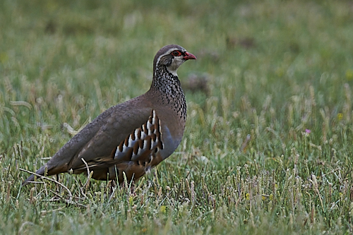 Red-legged Partridge