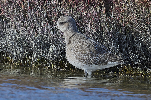 Grey Plover