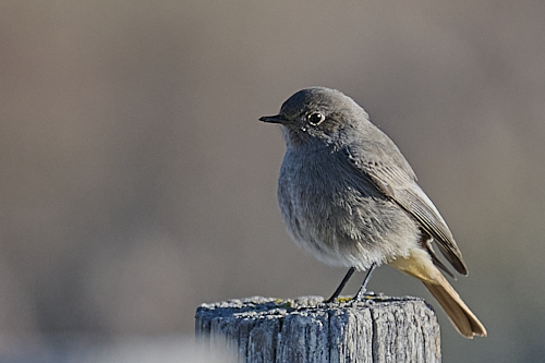 Black Redstart