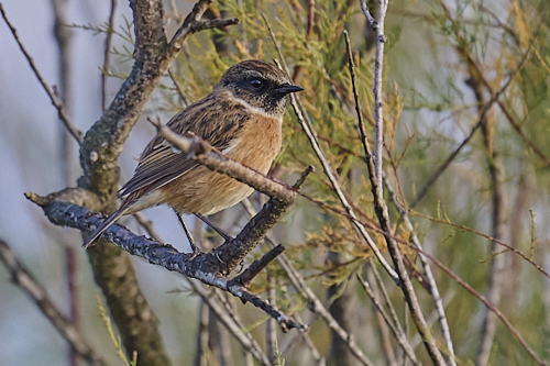 european stonechat