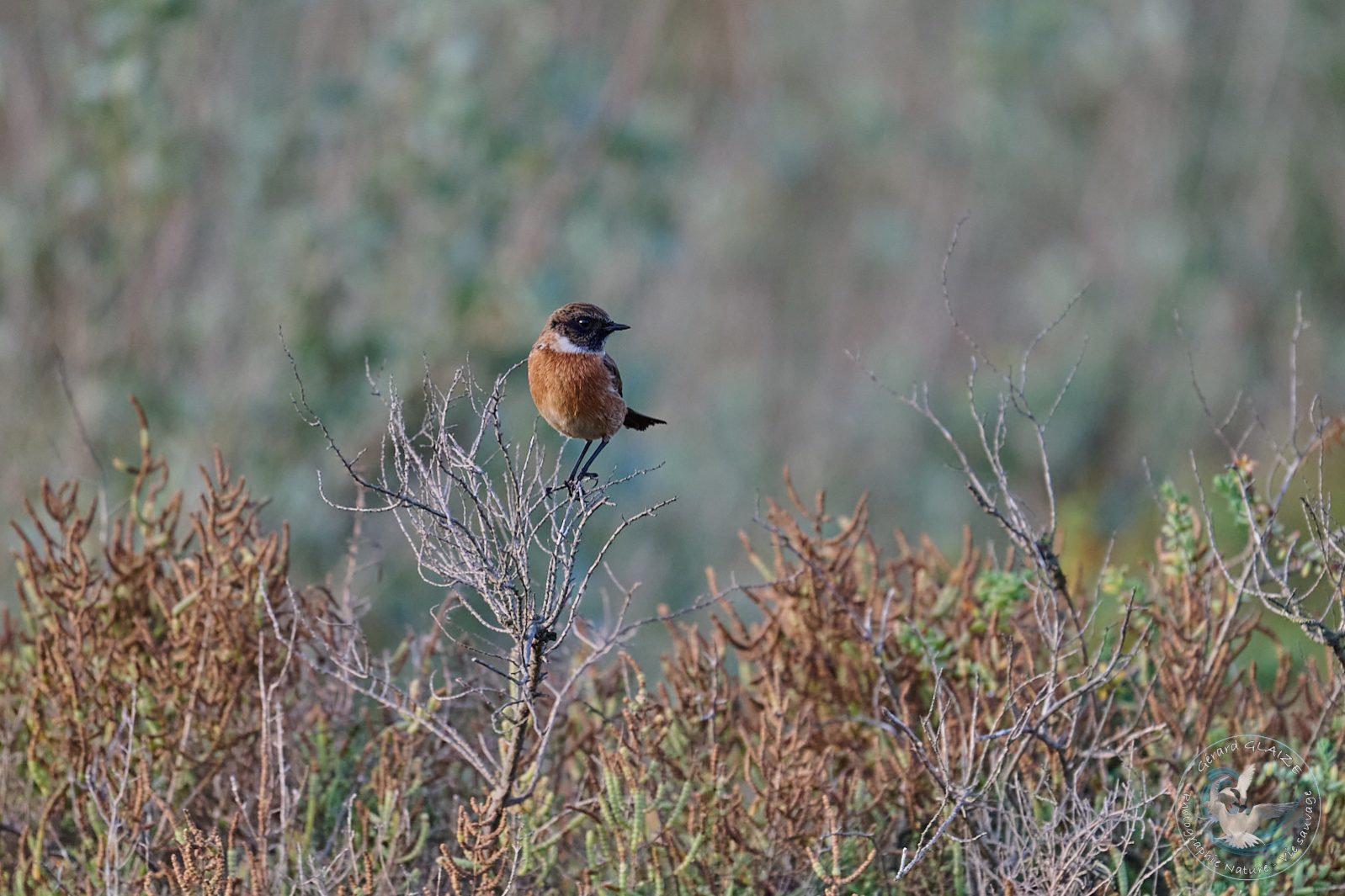 Tarier pâtre - European Stonechat