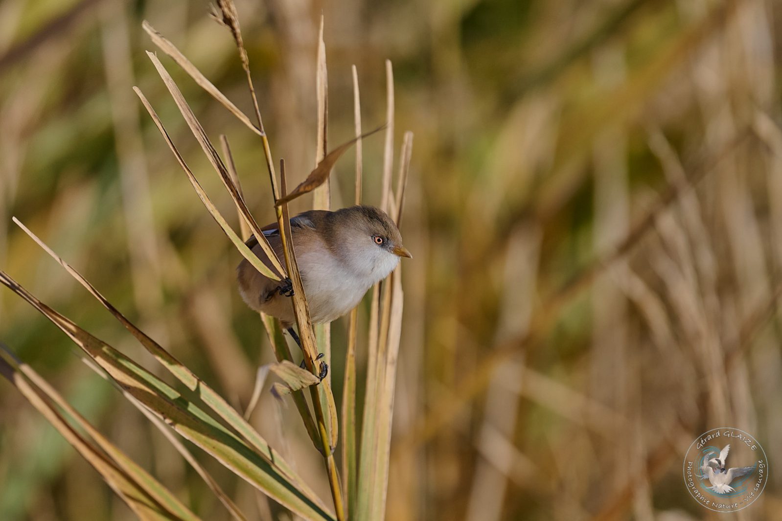 Panure à moustache - Bearded Reedling