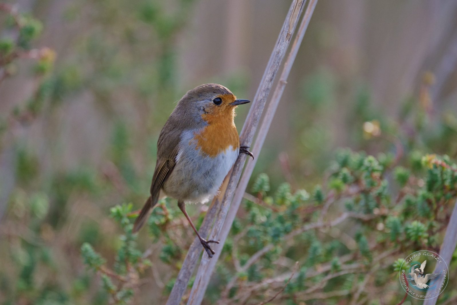 Rougegorge familier - Red Robin