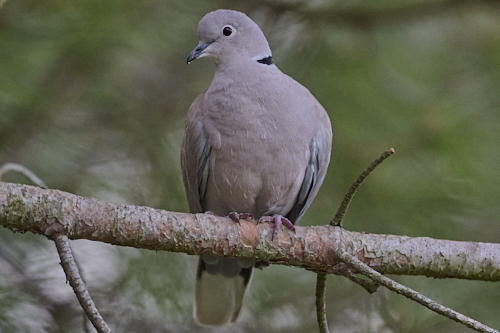 Eurasian Collared Dove