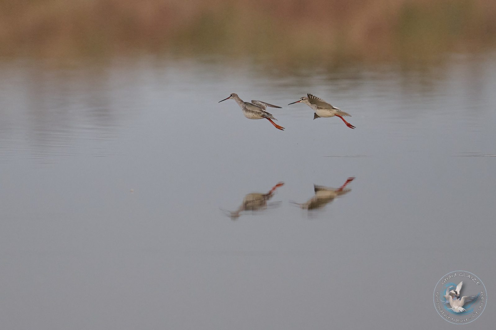 Chevalier Arlequin - Spotted Redshank