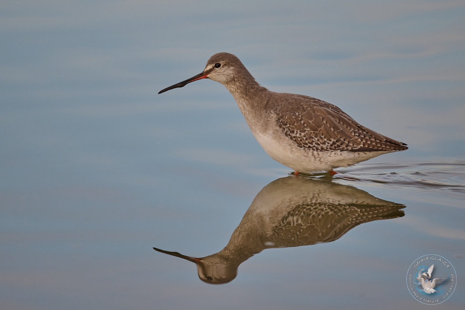 Chevalier Arlequin - Spotted Redshank