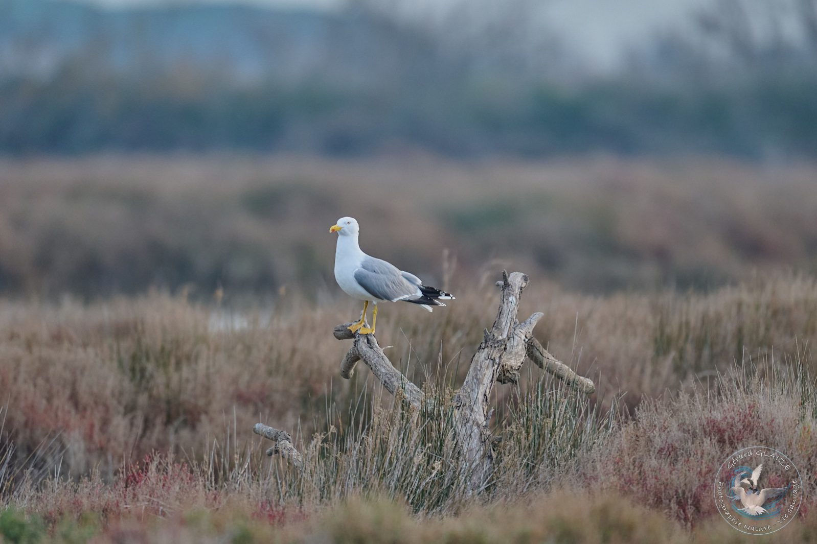 Goéland leucophée - Yellow-legged Gull