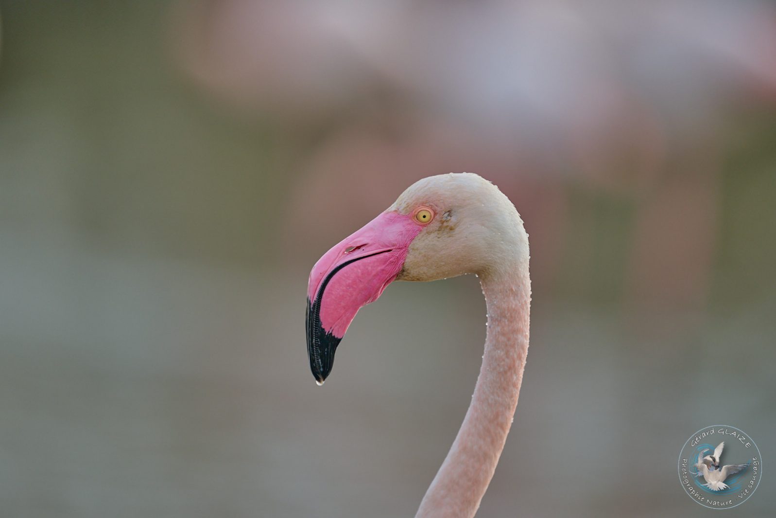 Flamant rose - Greater Flamingo