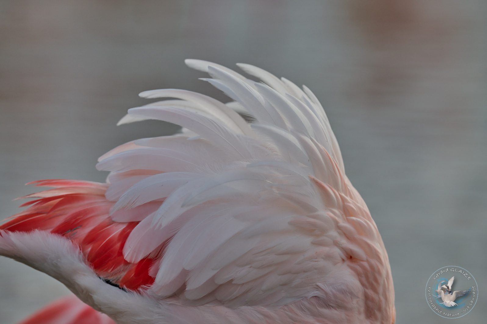 Flamant rose - Greater Flamingo