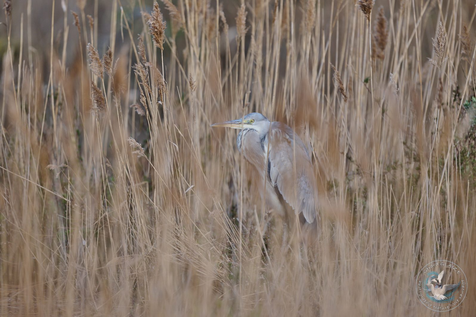 Héron cendré - Grey heron