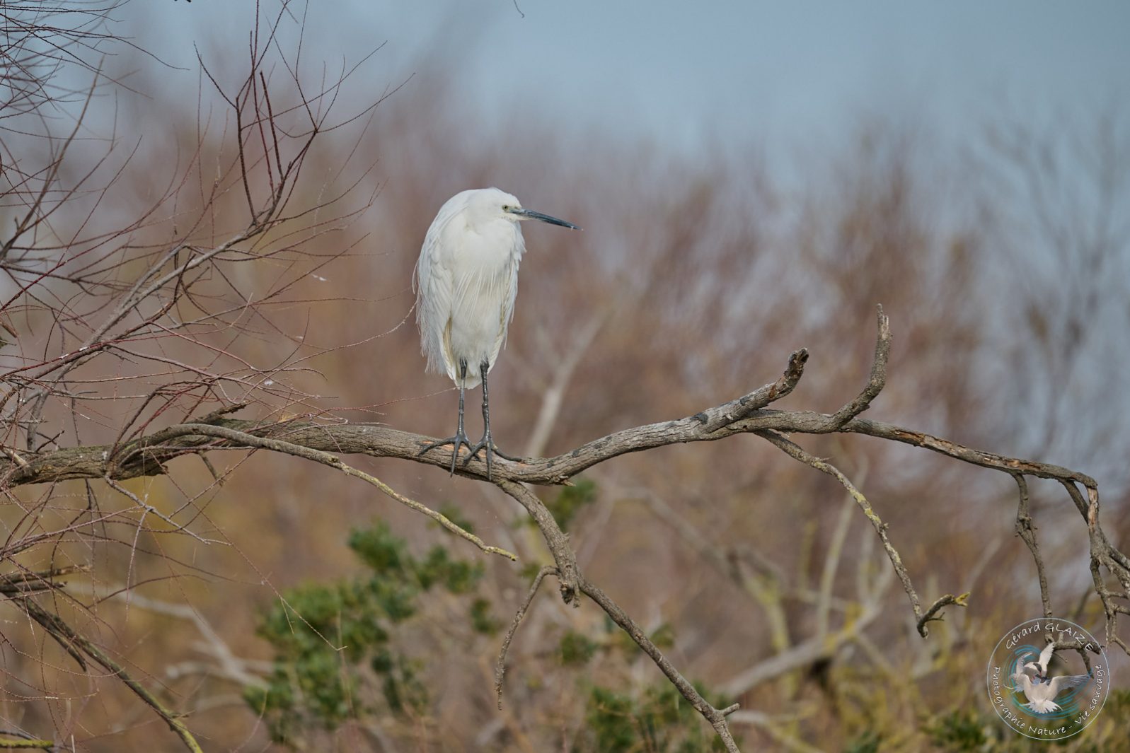 Aigrette garzette - Little Egret