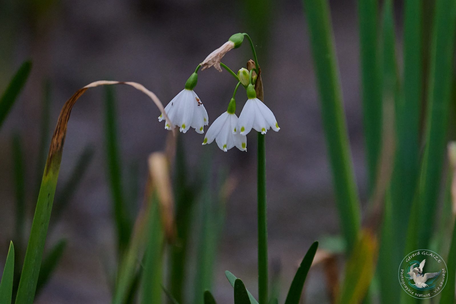 Nivéole de Printemps - Spring Snowflake