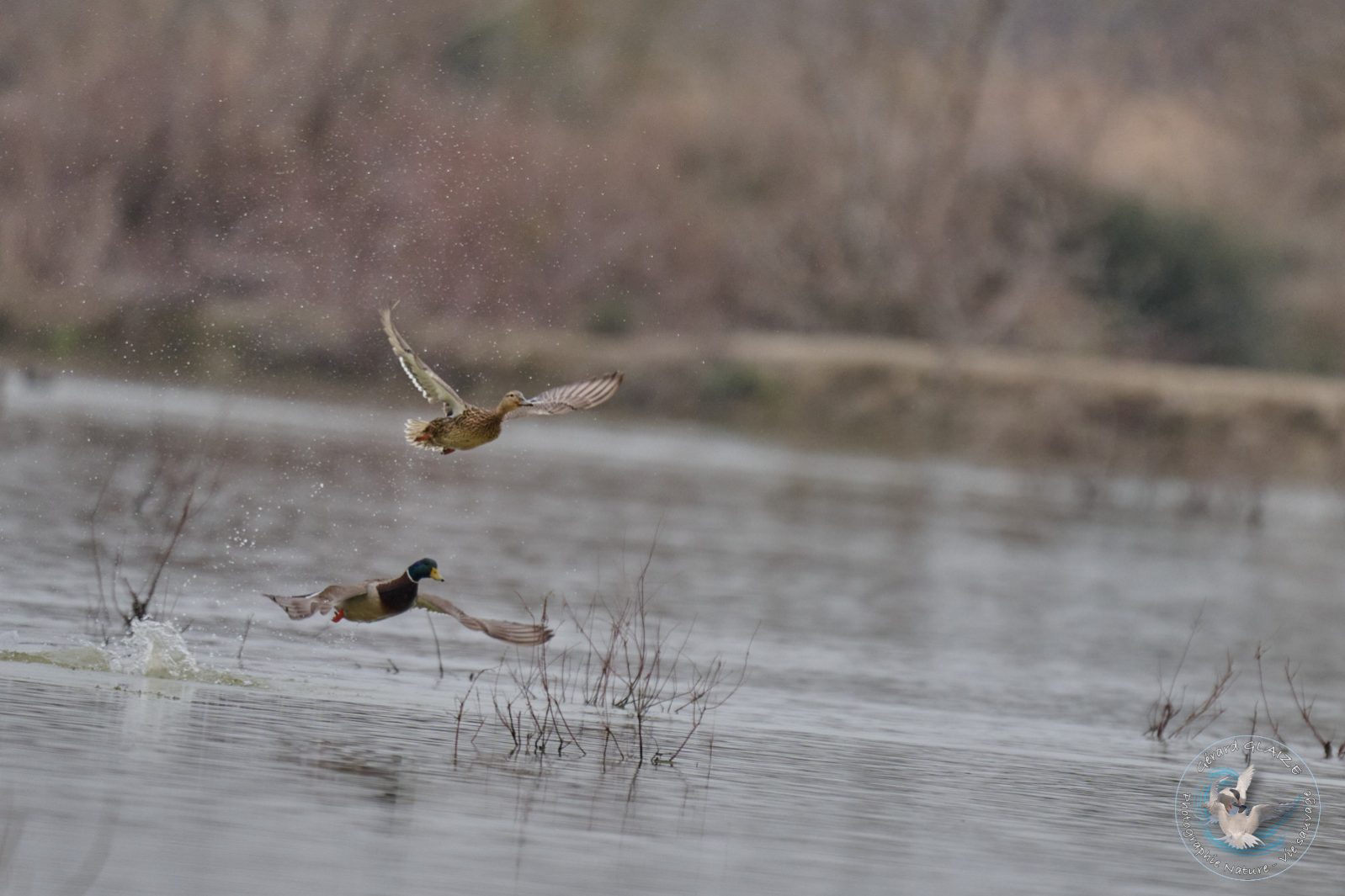 Canard Colvert - Mallard