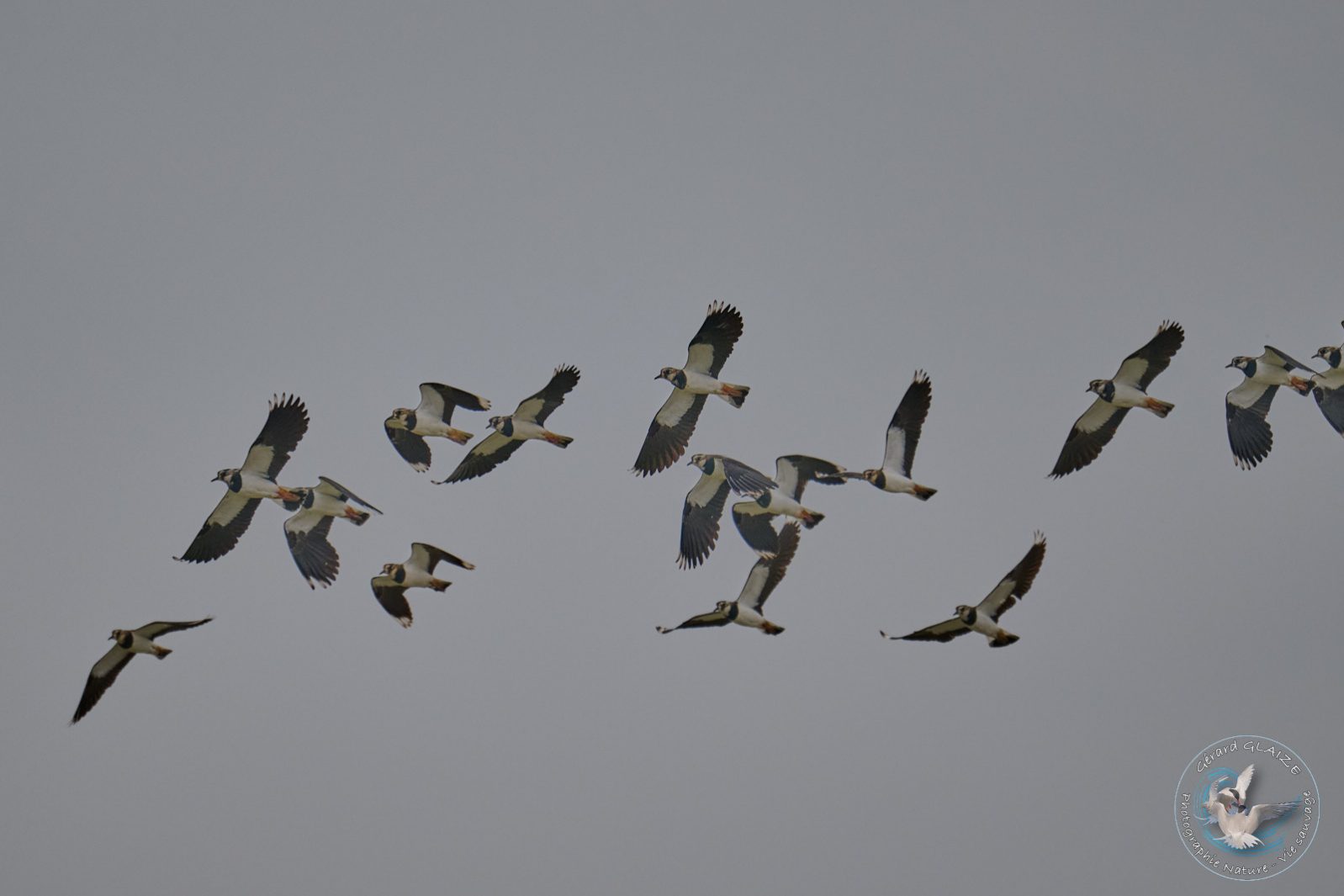 Vol de Vanneaux huppés - Flight of Northern Lapwings